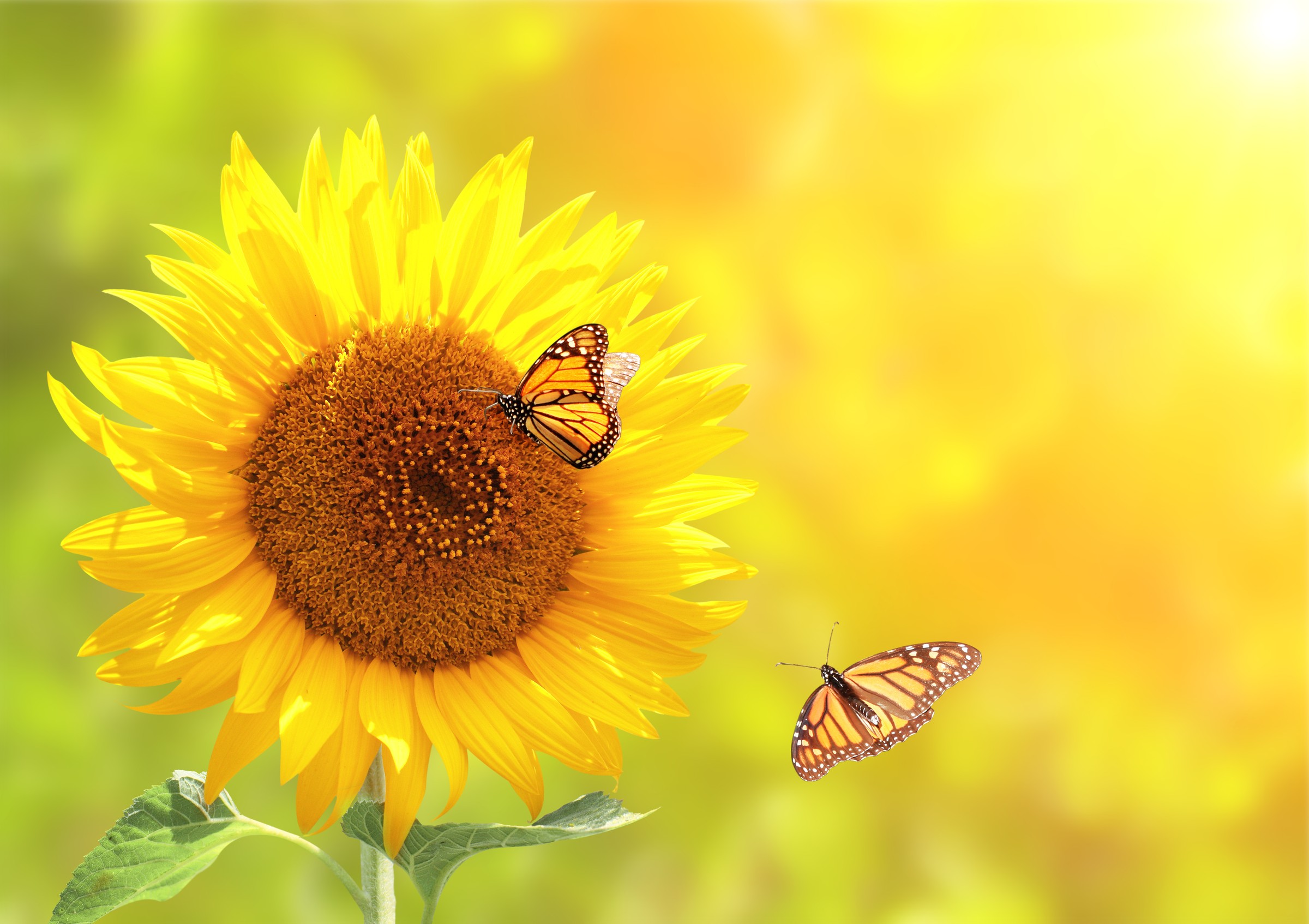 Sonnenblume mit Schmetterlingen – Symbol für Wärme und Freiheit